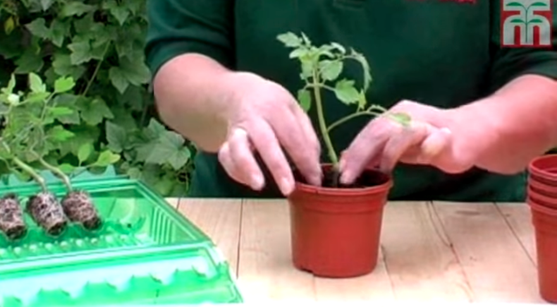 Hand planting tomato plug plants