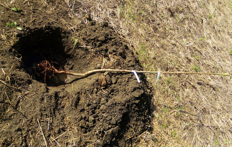 Hole in ground next to bare root tree