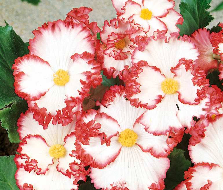 Begonia 'Crispa Marginata' White-Red from T&M