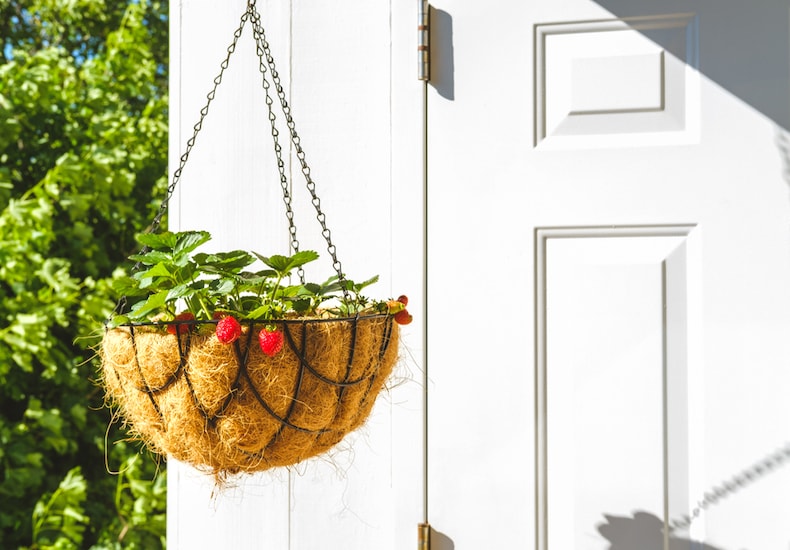 Strawberries in hanging basket