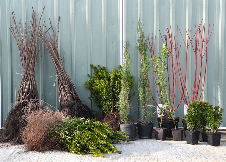 Wide variety of hedging plants like barerooted and potted plants