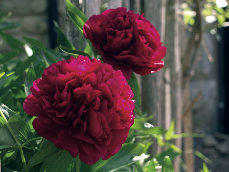Peony 'Double Red' from Thompson & Morgan