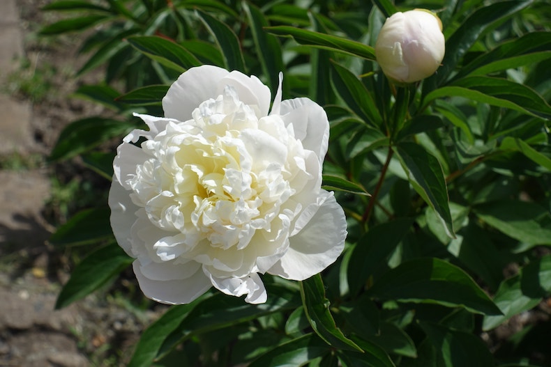 Peony 'Double White' from Thompson & Morgan