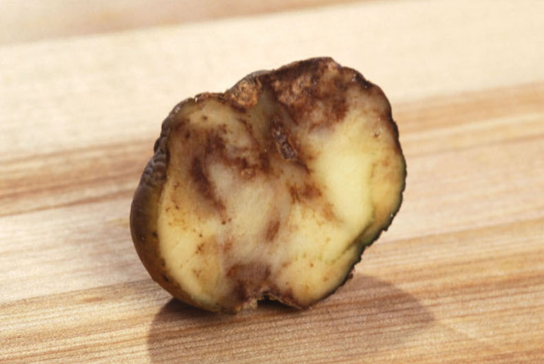 Cross section of potato affected by blight