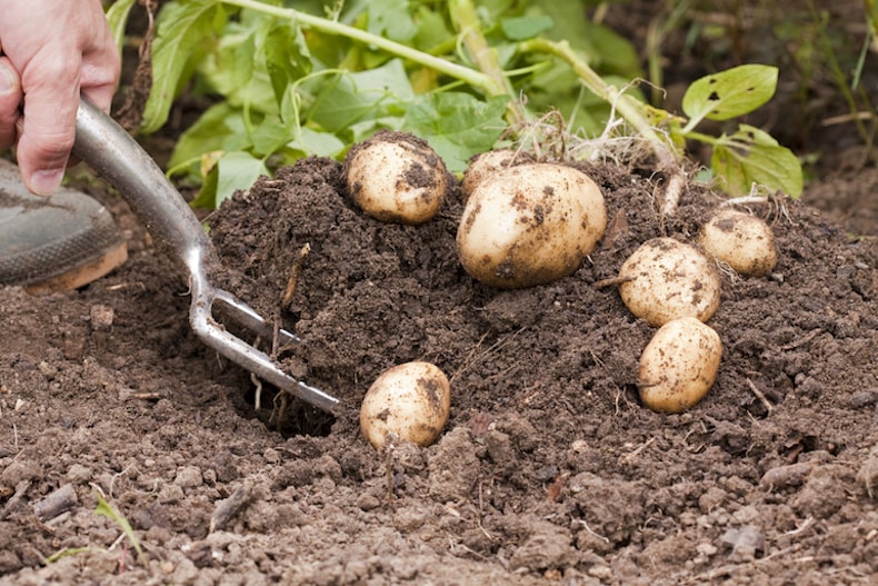 Earthing up potatoes with garden fork