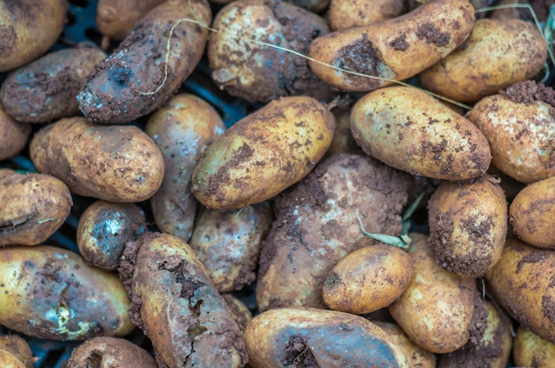 Harvest of blighted potatoes with obvious signs of rot