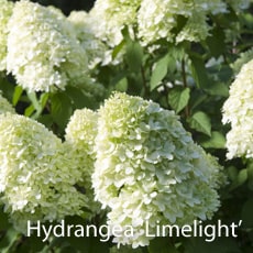 Hydrangea 'Limelight'