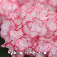 Hydrangea 'Miss Saori'