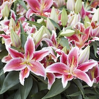 Lily 'Dazzler' (Ground Cover) from Thompson & Morgan