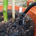 irrigation step 8