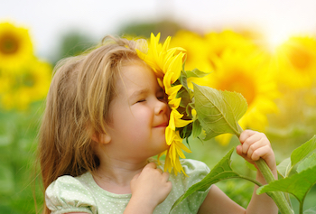 child holding a sunflower to her face