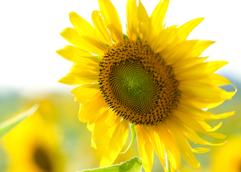 sunflower facing the sun