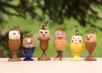 group of cress heads on a window sill