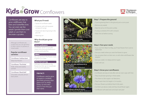 growing cornflowers with kids pdf