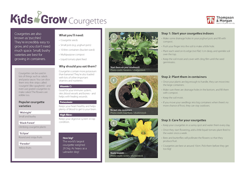 growing courgettes with kids pdf