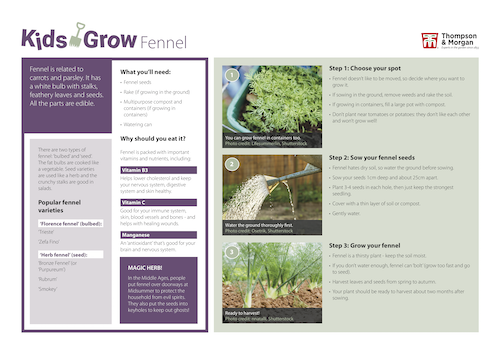 growing fennel with kids pdf