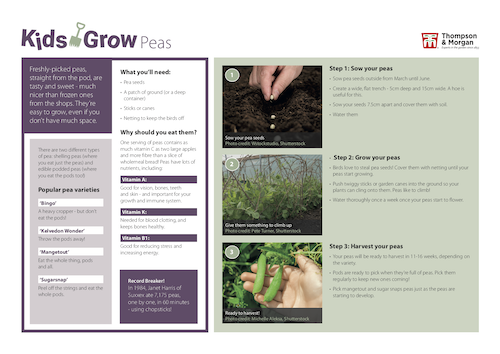 growing peas with kids pdf