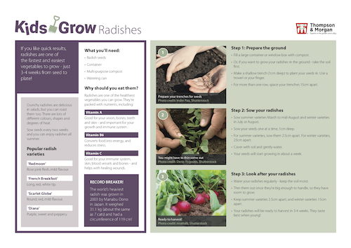 growing radishes with kids pdf