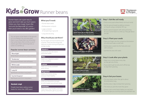 growing runner-beans with kids pdf