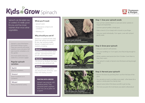 growing spinach with kids pdf
