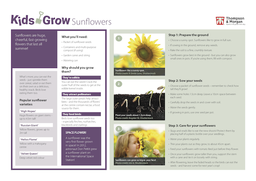 growing sunflowers with kids pdf