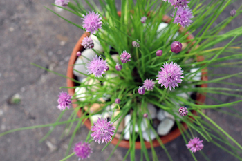 chives in pots