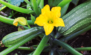 yellow courgette flowers and vegetables
