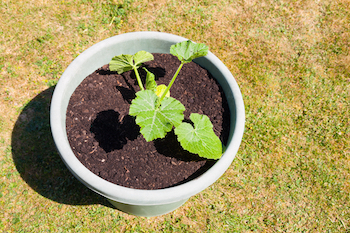 young courgette plants in a container