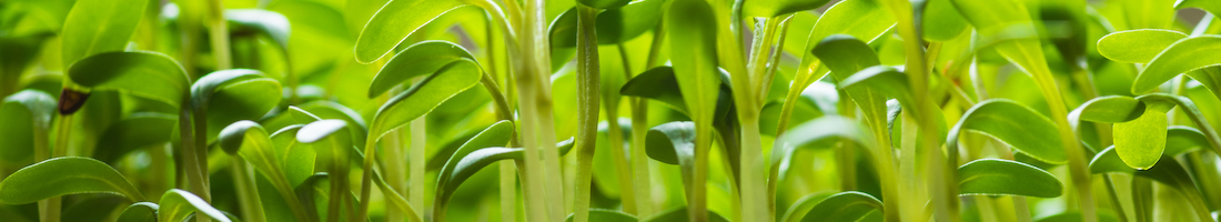 kids grow cress