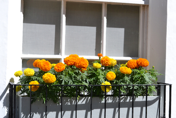 flowering marigolds