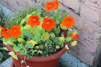 orange nasturtiums in a pot outside