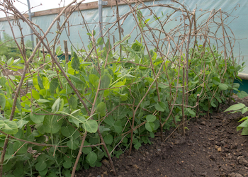 peas growing up garden canes
