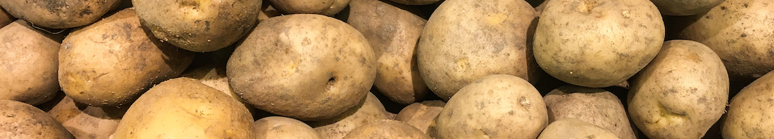kids grow potatoes