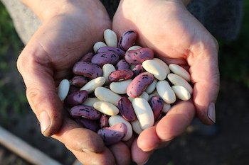 runner bean seeds