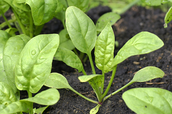 closeup of baby spinach plants