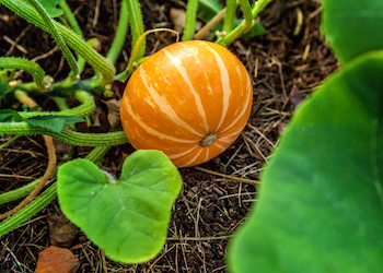 ripe orange pumpkin ready for harvesting