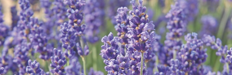 Lavender 'Hidcote' from T&M