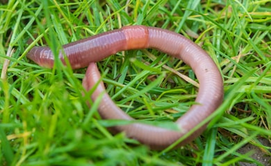 Earthworm on grass