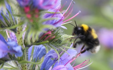 Honeybee landing on purple flower