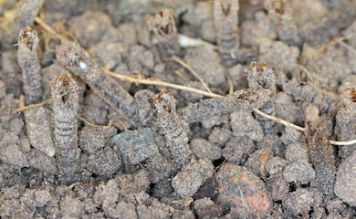 Leatherjackets pupal cases on ground