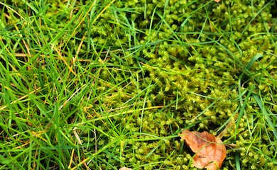 Moss growing in lawn