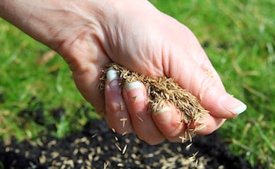 Woman hand holding lawn seed