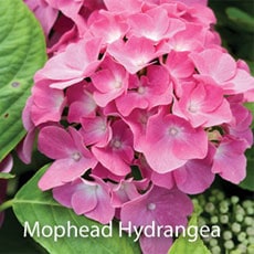 Mophead Hydrangeas