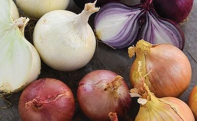 Onion Four Colour Bulb Mix from T&M