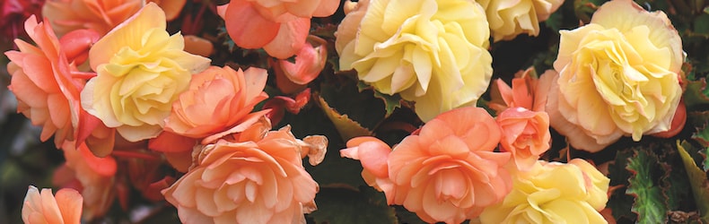 New Begonia 'Fragrant Falls' Duo from Thompson & Morgan
