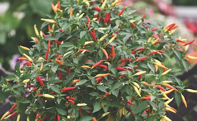 Chilli Pepper 'Basket of Fire' F1 from T&M