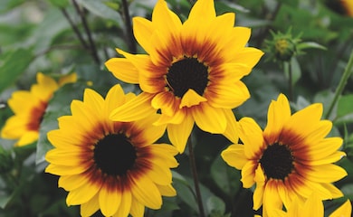 Sunflower SunBelievableâ¢ 'Brown Eyed Girl' from T&M