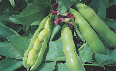 Broad beans with red flowers