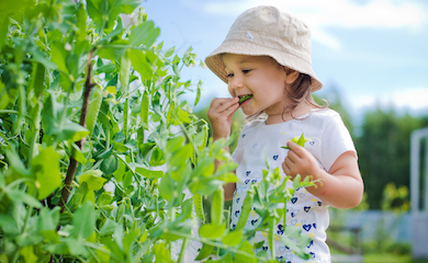 Little girl eating peas in garden