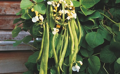 Runner beans with white flowers